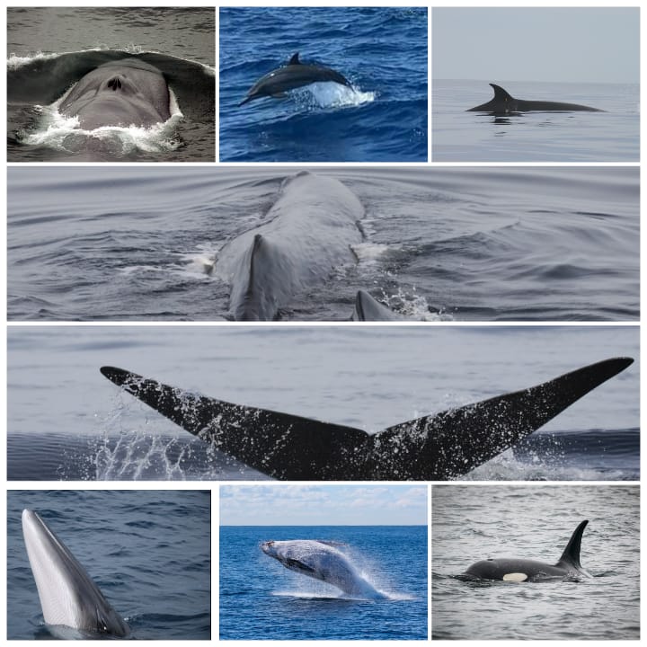 DiffrentSpecies whale